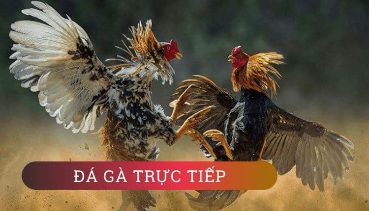 Cách diễn ra của một trận đá gà cựa dao trực tiếp